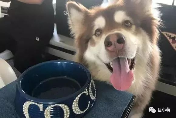 狗年大牌限定辣眼睛，思聪爸爸有钱都不想买