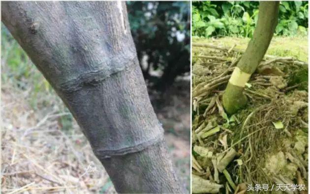 柑橘溃疡病黄化专用药,柑橘黄化病的原因和解决方法
