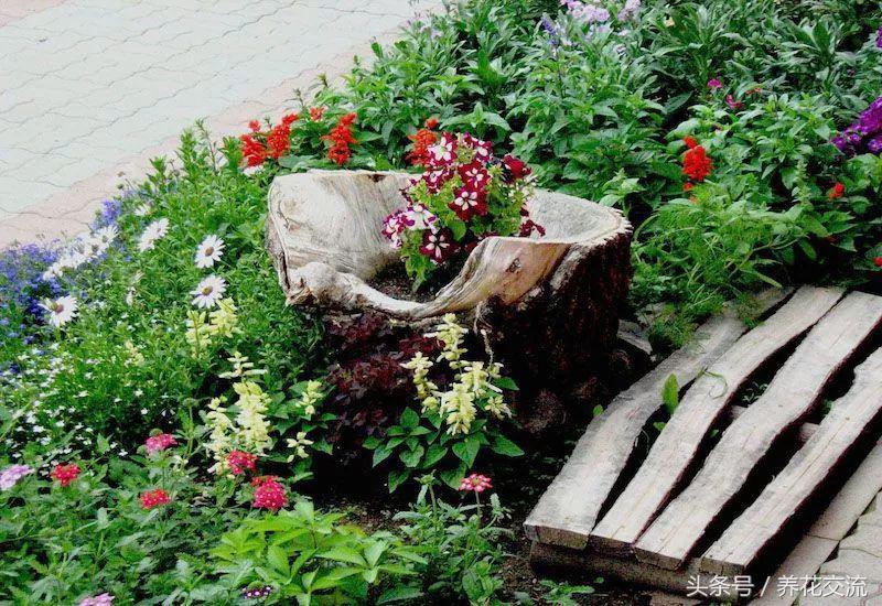 农村院子里的树桩怎么清理,院子里的老树桩