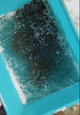 乌龟被冻起来还能活吗,乌龟被厚厚的冰冻住还能活吗