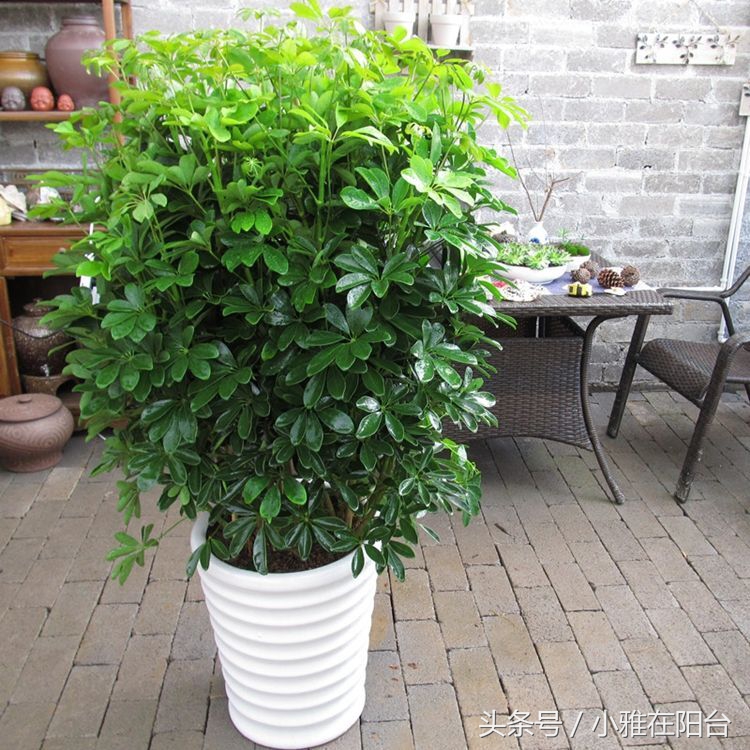 鸭脚木枝干发黄掉叶子,鸭脚木黄叶枯叶怎么补救最快方法