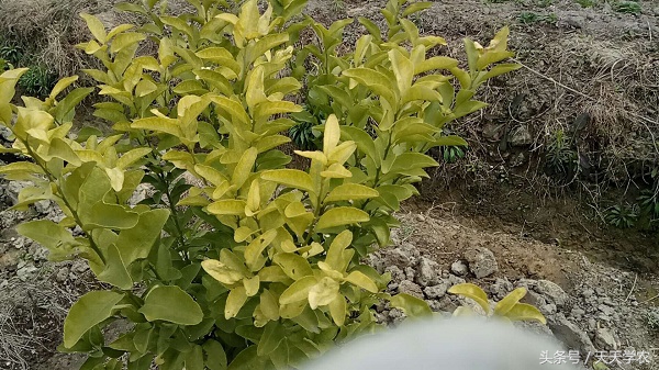柑橘溃疡病黄化专用药,柑橘黄化病的原因和解决方法