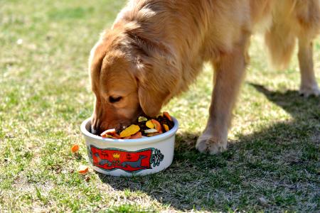 三招搞定狗狗不吃狗粮,如果狗狗不咬食物怎么办