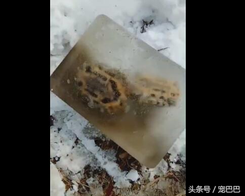 乌龟被冻起来还能活吗,乌龟被厚厚的冰冻住还能活吗