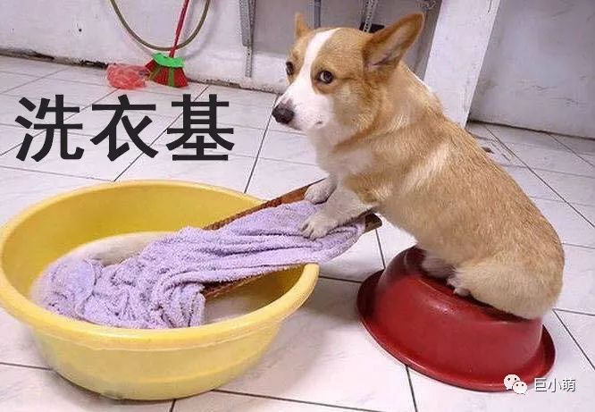 狗年大牌限定辣眼睛，思聪爸爸有钱都不想买