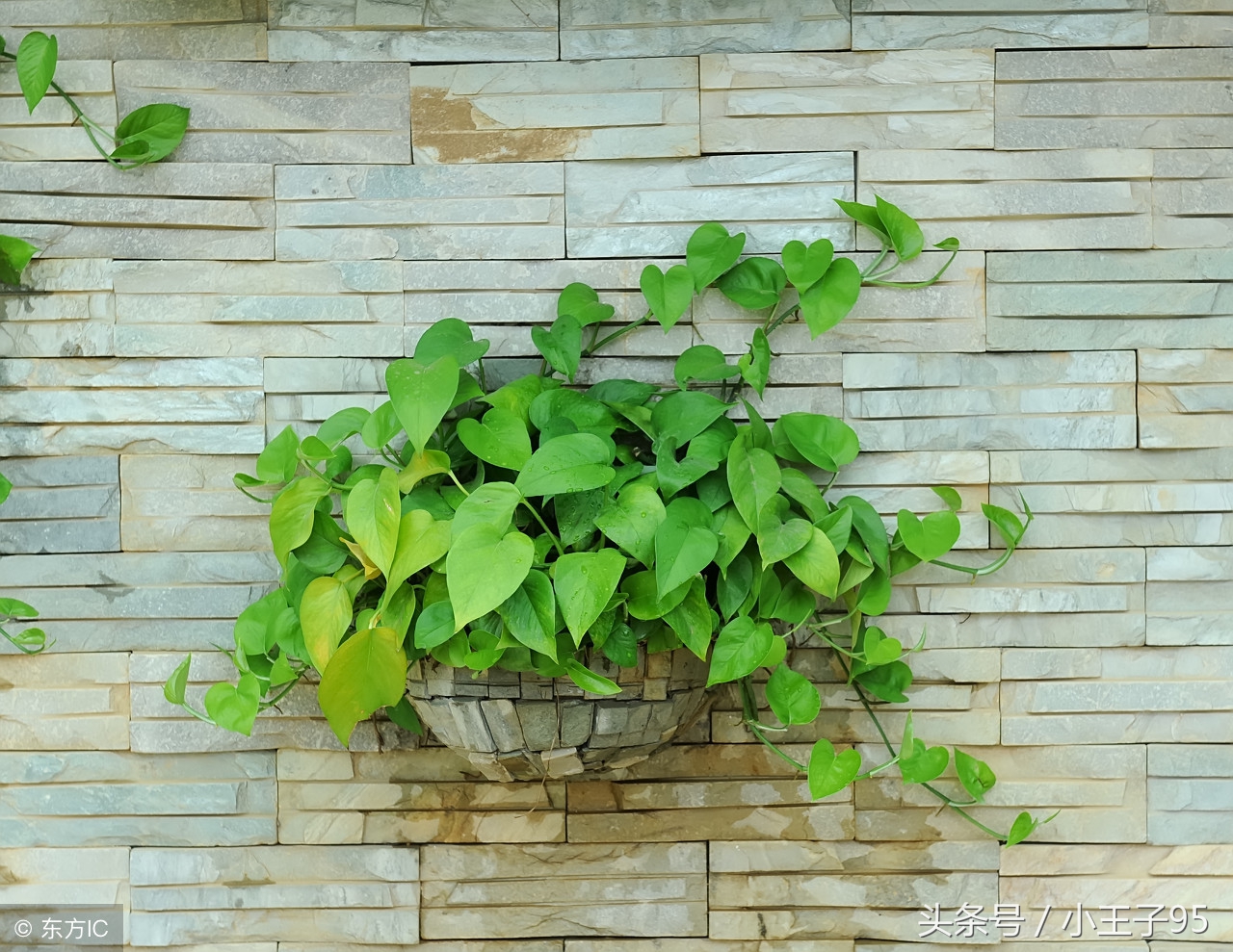 绿萝的养殖方法和关注事项盆栽,刚快递回来的绿萝在冬季怎样养殖