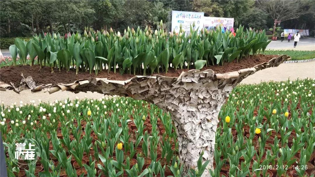 2020桂林訾洲公园郁金香盛开,桂林訾洲公园郁金香花期