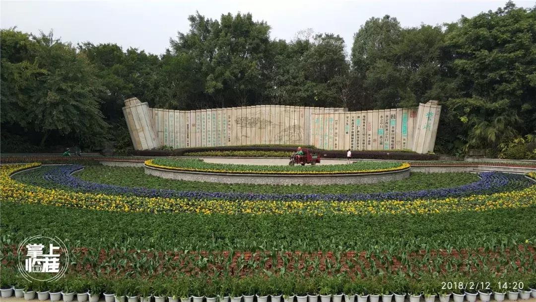 2020桂林訾洲公园郁金香盛开,桂林訾洲公园郁金香花期