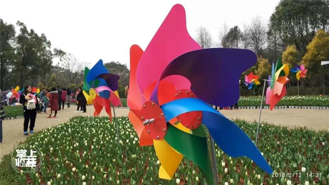 2020桂林訾洲公园郁金香盛开,桂林訾洲公园郁金香花期