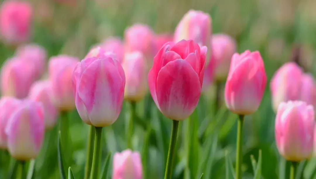 2020桂林訾洲公园郁金香盛开,桂林訾洲公园郁金香花期