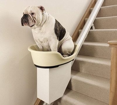 怎么训狗狗去狗垫上休息,怎么训练狗狗不拆家听话