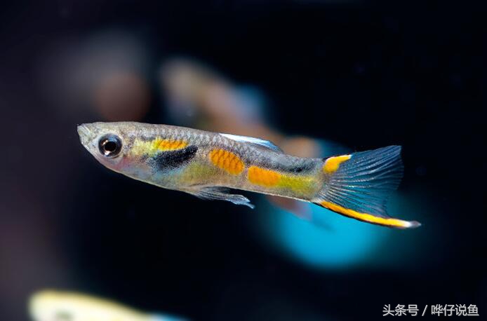 新年养什么观赏鱼好,过年必养的三大小型观赏鱼