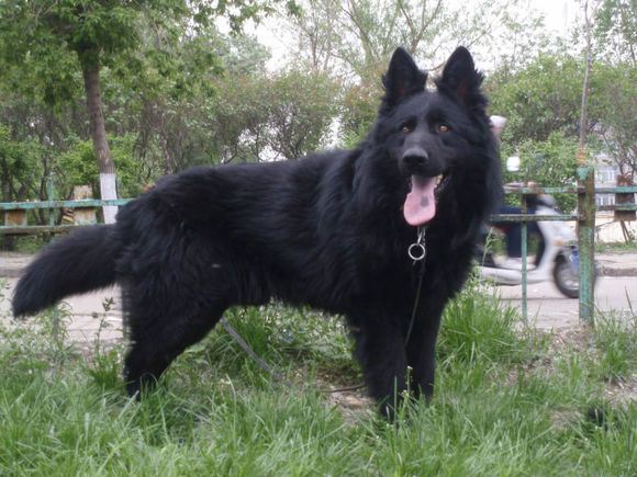 akc认证的犬种,akc认可的148个犬种