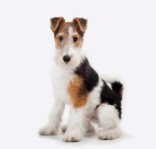 akc认证的犬种,akc认可的148个犬种