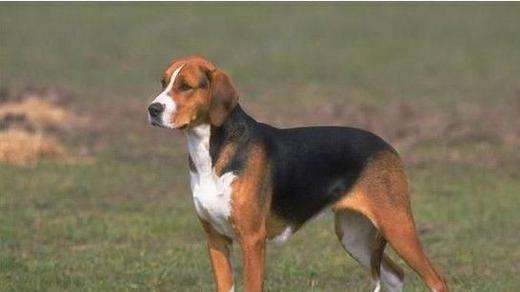 akc认证的犬种,akc认可的148个犬种