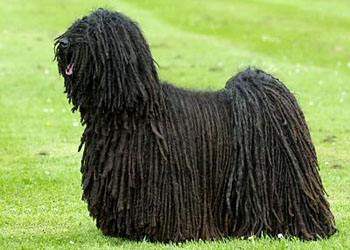 akc认证的犬种,akc认可的148个犬种