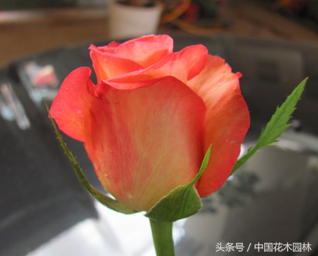 昆明斗南代收花卉新品种使用费为育种商撑起权益保护伞