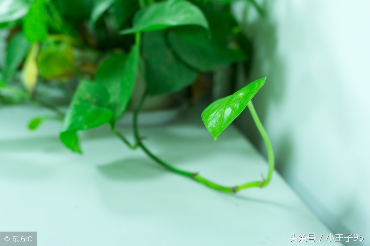 绿萝的养殖方法和关注事项盆栽,刚快递回来的绿萝在冬季怎样养殖