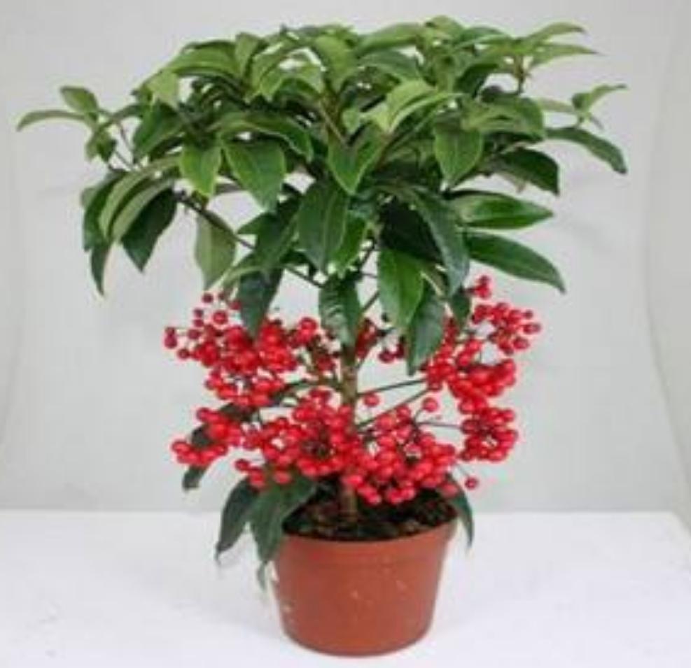 富贵子枝干发黄叶子枯萎下垂,富贵子叶片发黄的原因及解决办法