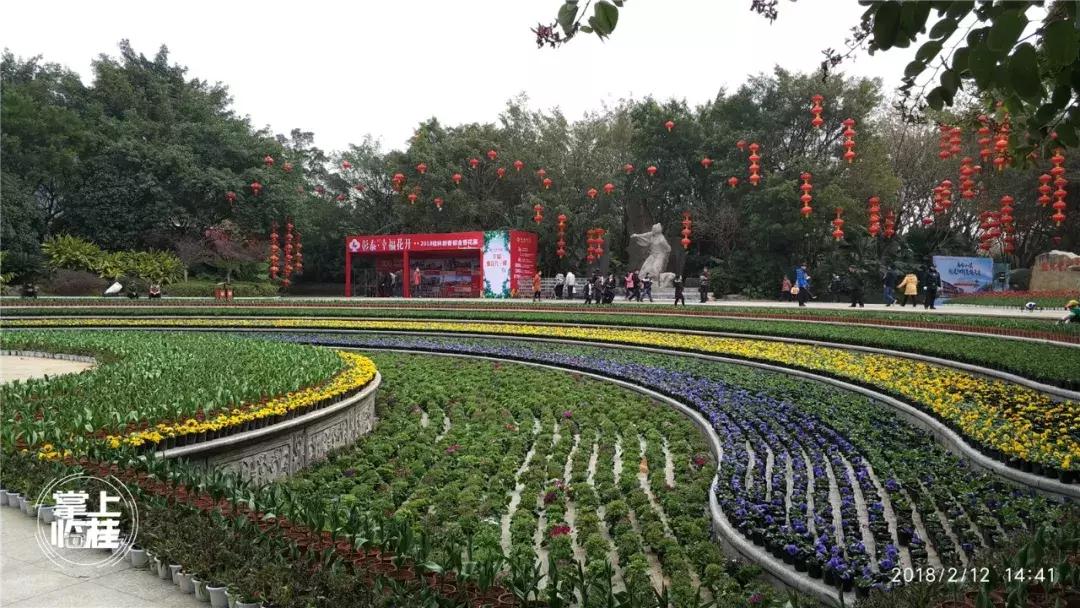 2020桂林訾洲公园郁金香盛开,桂林訾洲公园郁金香花期