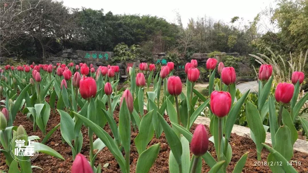 2020桂林訾洲公园郁金香盛开,桂林訾洲公园郁金香花期