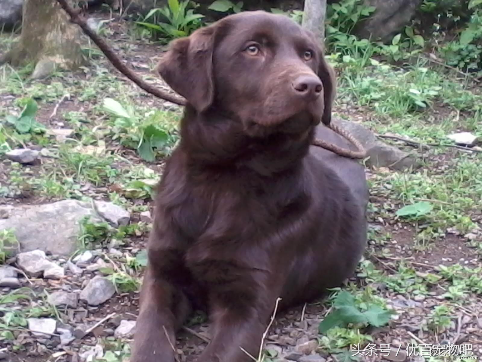 给拉布拉多狗狗洗澡的正确步骤,如何给狗洗澡拉布拉多