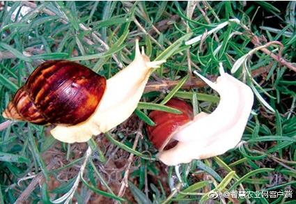 雪花肉牛养殖技术,低温养殖肉牛技术