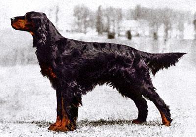 akc认证的犬种,akc认可的148个犬种