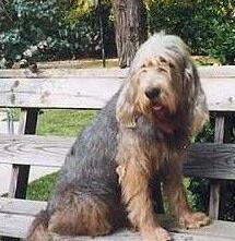 akc认证的犬种,akc认可的148个犬种