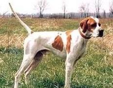 akc认证的犬种,akc认可的148个犬种