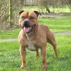 akc认证的犬种,akc认可的148个犬种