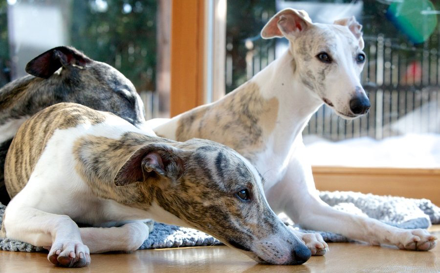 akc认证的犬种,akc认可的148个犬种