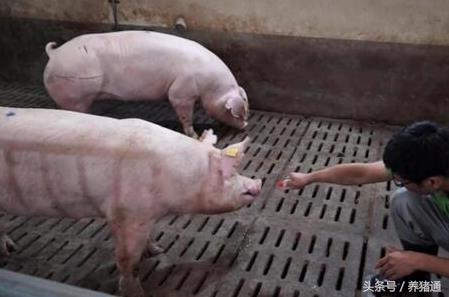 猪打针不吃食怎么办,猪不吃料打针就吃是什么原因