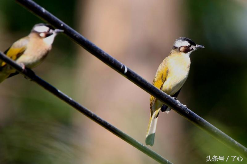 关于白头的知识,白头鹎介绍