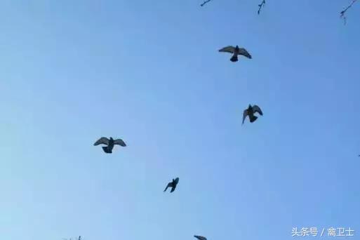 鸽子用药,鸽子用药有诀窍