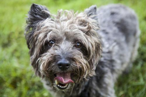 akc认证的犬种,akc认可的148个犬种