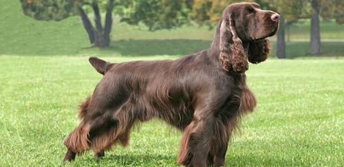 akc认证的犬种,akc认可的148个犬种