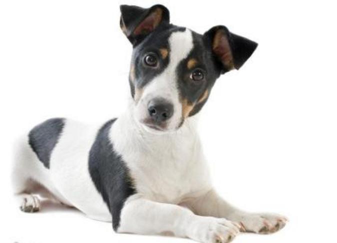 akc认证的犬种,akc认可的148个犬种