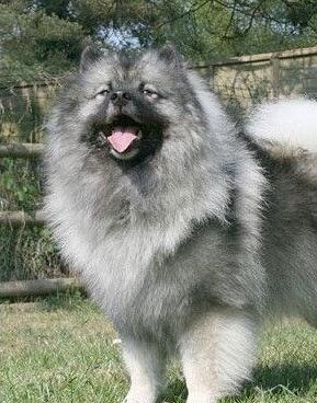 akc认证的犬种,akc认可的148个犬种