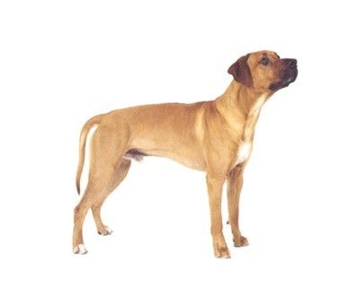 akc认证的犬种,akc认可的148个犬种