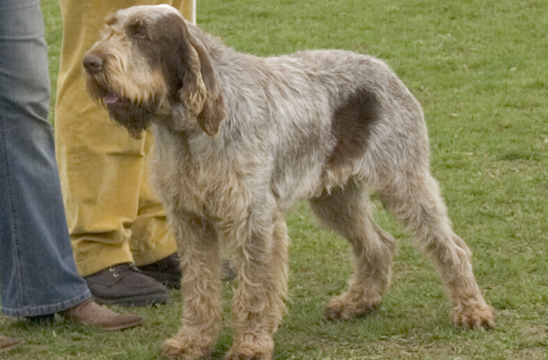 akc认证的犬种,akc认可的148个犬种