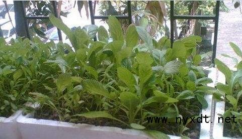 鸡毛菜工厂化种植新技术,鸡毛菜种植盆栽全过程