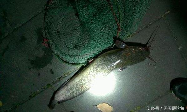 野河钓鲶鱼的方法与技巧,野钓鲶鱼技巧及方法