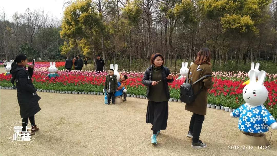 2020桂林訾洲公园郁金香盛开,桂林訾洲公园郁金香花期