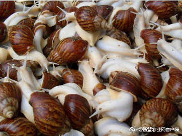 雪花肉牛养殖技术,低温养殖肉牛技术