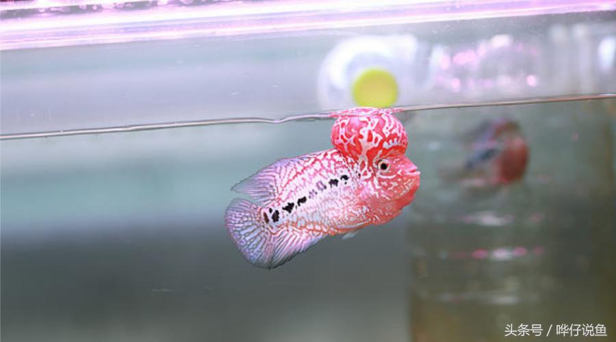 新年养什么观赏鱼好,过年必养的三大小型观赏鱼