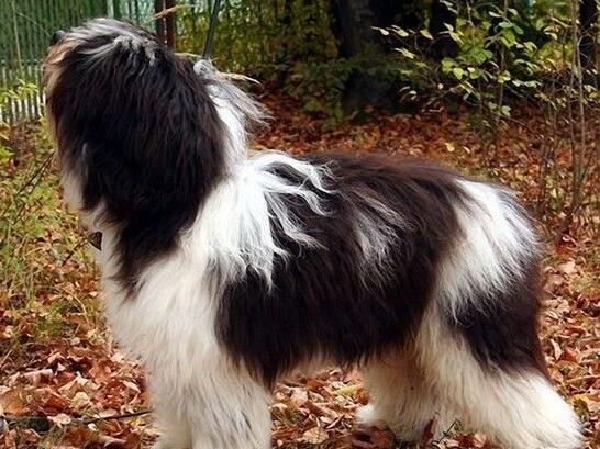 akc认证的犬种,akc认可的148个犬种