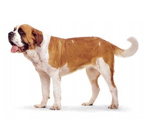 akc认证的犬种,akc认可的148个犬种