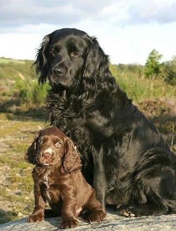 akc认证的犬种,akc认可的148个犬种