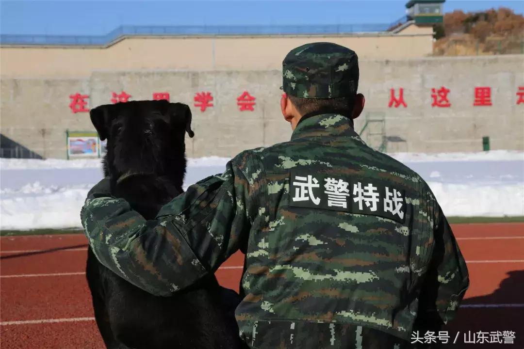 军犬来了|在两代训犬员爱的传承下，“萌犬”虎子变“猛犬”